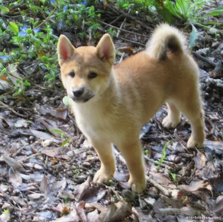 ID:2410-01204の子犬