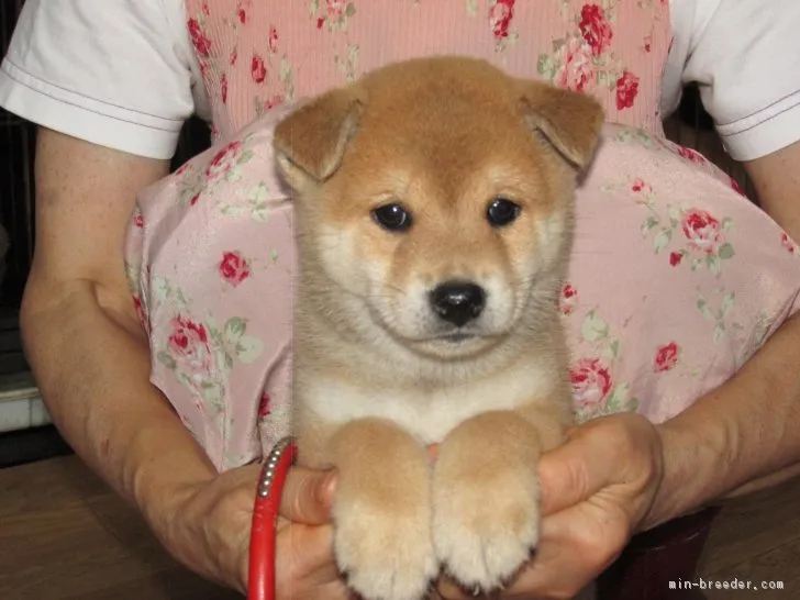 ID:1709-00095の子犬