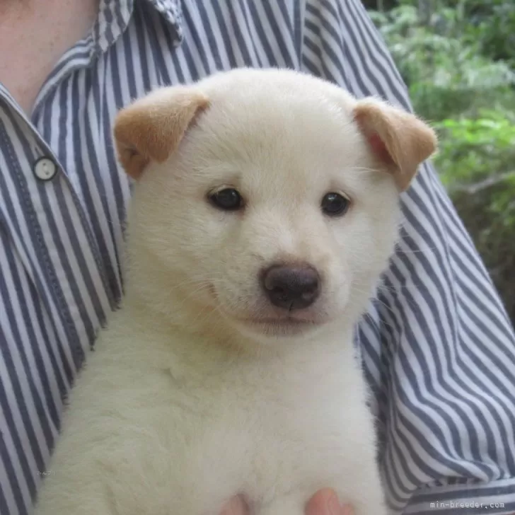 ID:2407-04304の子犬