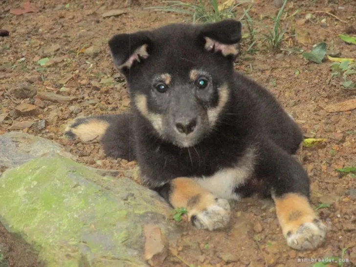 ID:1709-00085の子犬