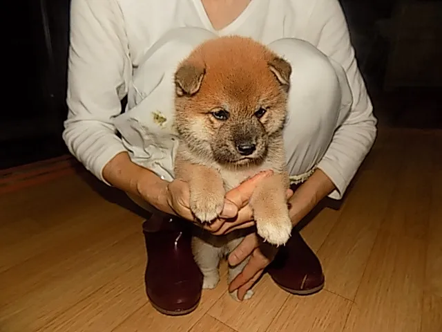 ID：1608-01196の子犬