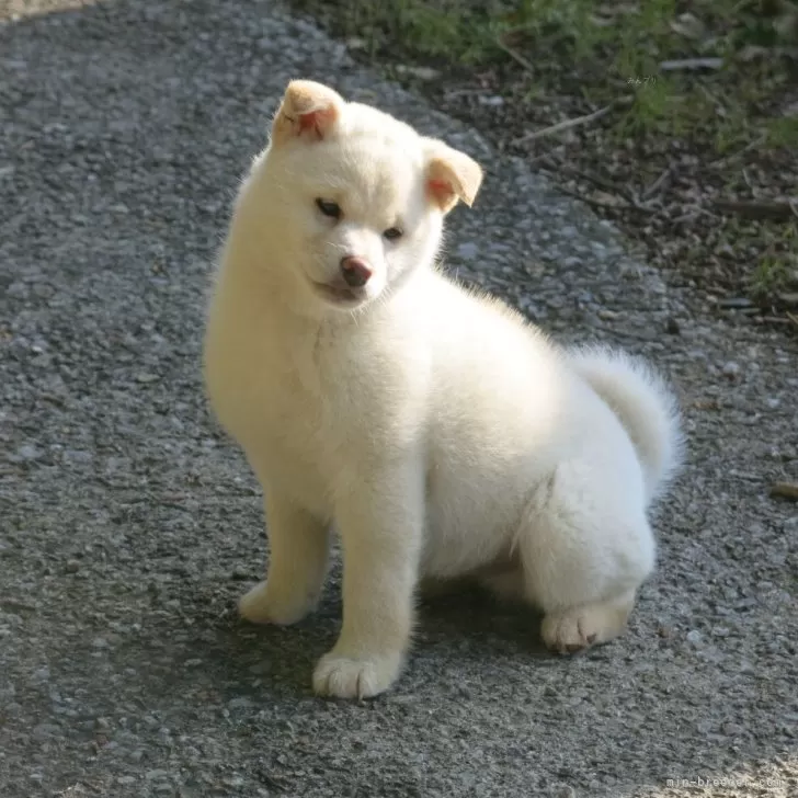 ID:2403-03155の子犬