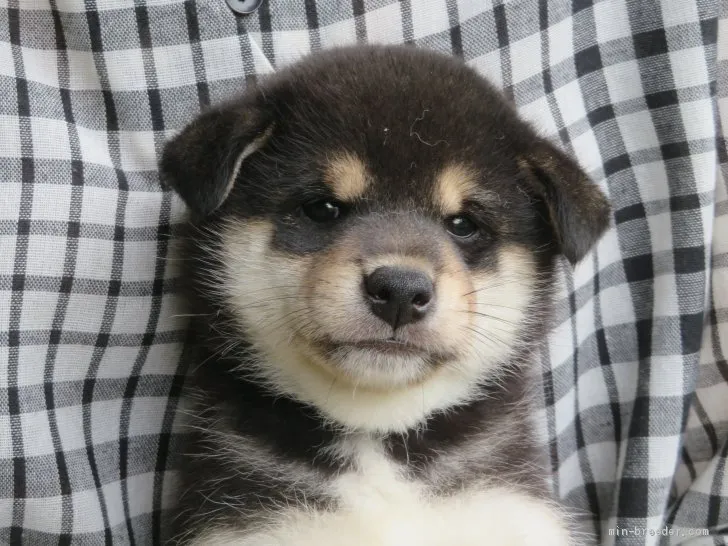 ID：2105-03233の子犬