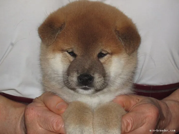 ID：1806-02409の子犬