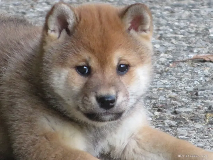ID:2103-03137の子犬