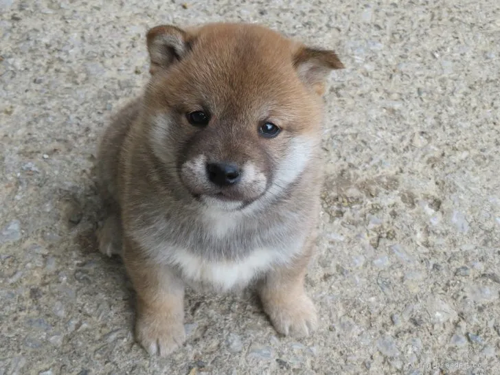 ID：2102-00342の子犬