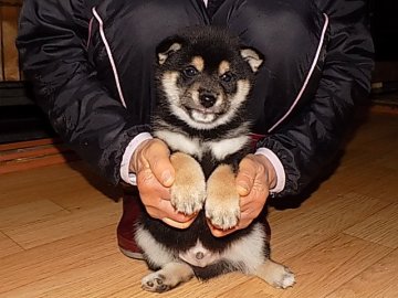 柴犬(豆柴)【愛媛県・男の子・2016年12月18日・黒色】の写真「配色の綺麗で珍しい黒柴です。」