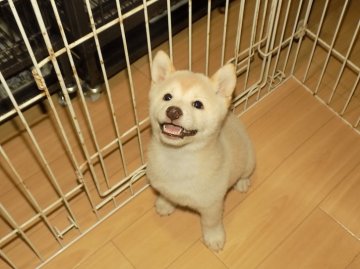 柴犬(標準サイズ)【愛媛県・男の子・2016年8月2日・白色】の写真「可愛い性格の珍しい白柴です♪」
