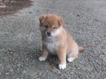 柴犬(標準サイズ)【愛媛県・男の子・2019年7月21日・赤色】の写真「毛色の綺麗なイケメン君です。」