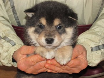 柴犬(標準サイズ)【愛媛県・男の子・2017年11月1日・黒色】の写真「健康的に成長しています(^^♪」