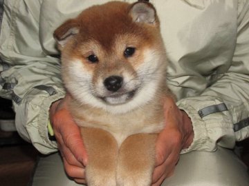 柴犬(標準サイズ)【愛媛県・女の子・2017年12月16日・赤色】の写真「ハイグレードの仔犬です。」