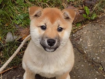 柴犬(標準サイズ)【愛媛県・女の子・2016年8月13日・赤色】の写真「雅やかな品格ある綺麗な女の子です♪」