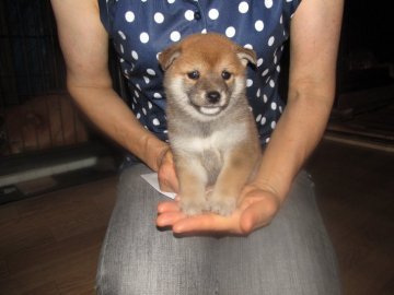 柴犬(豆柴)【愛媛県・女の子・2017年7月1日・赤色】の写真「性格の穏やかな豆ちゃんです🎶」