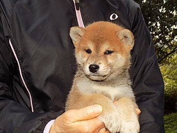 柴犬(標準サイズ)【愛媛県・男の子・2016年10月1日・赤色】の写真「健康的でバランスのとれた素晴らしい仔犬です♪」