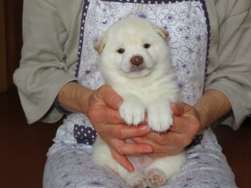 柴犬(豆柴)【愛媛県・男の子・2018年11月1日・白色】の写真「毛色の綺麗な人気の豆ちゃん」