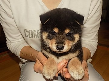 柴犬(標準サイズ)【愛媛県・女の子・2016年6月17日・黒色】の写真「配色の綺麗な素晴らしい仔犬です♪」