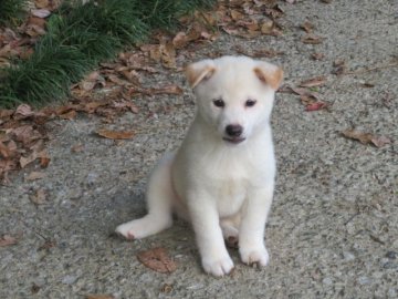 柴犬(豆柴)【愛媛県・男の子・2020年7月10日・白色】の写真「癒し効果満点の白豆ちゃんです。(^^♪」
