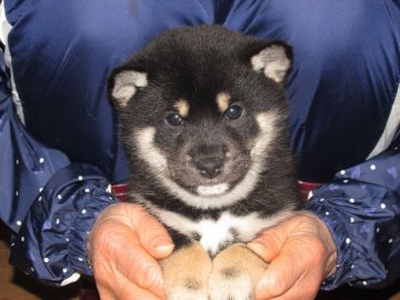 柴犬(豆柴)【愛媛県・女の子・2017年12月13日・黒色】の写真「性格の可愛い豆柴です。」