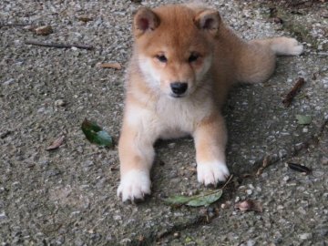 柴犬(豆柴)【愛媛県・男の子・2020年5月11日・赤色】の写真「性格の可愛い元気な豆ちゃんです。」