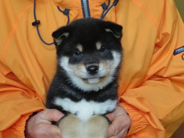 柴犬(標準サイズ)【愛媛県・男の子・2018年11月4日・黒色】の写真「穏やかな性格で癒し系です。」