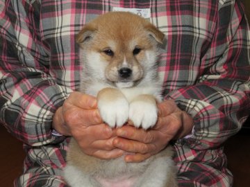 柴犬(標準サイズ)【愛媛県・女の子・2018年11月4日・赤色】の写真「性格の優しい女の子です。」