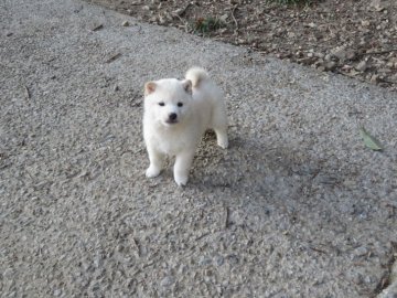 柴犬(豆柴)【愛媛県・男の子・2019年11月28日・白色】の写真「穏やかな癒し系の豆ちゃんです。」