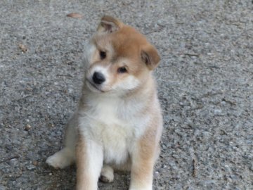 柴犬(標準サイズ)【愛媛県・男の子・2019年11月19日・赤色】の写真「性格の穏やかな雄君です。」