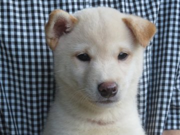 柴犬(豆柴)【愛媛県・男の子・2021年7月4日・白色】の写真「優しい性格の雄君です。(^^♪」