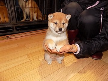 柴犬(豆柴)【愛媛県・男の子・2016年12月18日・赤色】の写真「性格の穏やかな可愛い雄君です🎶」