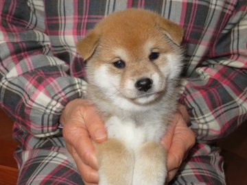 柴犬(標準サイズ)【愛媛県・女の子・2018年11月4日・赤色】の写真「性格の可愛い健康美人です。」