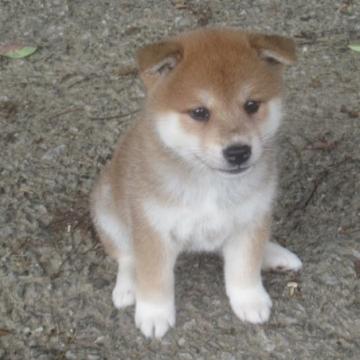 柴犬(標準サイズ)【愛媛県・女の子・2022年6月1日・赤色】の写真「配色の綺麗なハイグレードの女の子女の子」