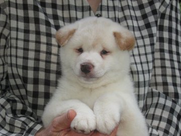 柴犬(標準サイズ)【愛媛県・男の子・2018年3月27日・白色】の写真「穏やかな可愛い性格です。」