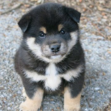柴犬(標準サイズ)【愛媛県・男の子・2023年1月13日・黒色】の写真「性格の穏やかな癒し効果満点の雄君です。」