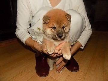 柴犬(標準サイズ)【愛媛県・男の子・2016年7月17日・赤色】の写真「瞳の綺麗な可愛い仔犬です♪」