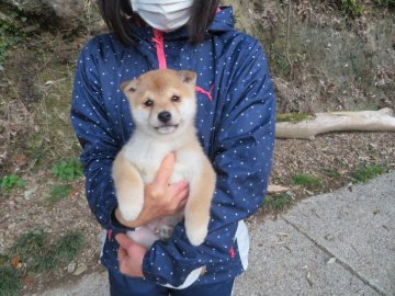 柴犬(豆柴)【愛媛県・男の子・2021年1月6日・赤色】の写真「優しい性格の豆ちゃんです。(^^♪」