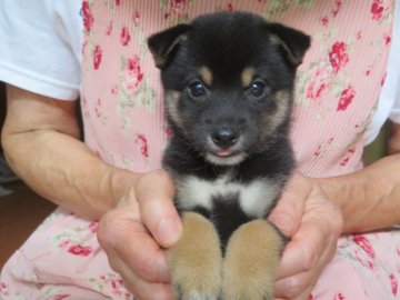 柴犬(豆柴)【愛媛県・女の子・2021年7月2日・黒色】の写真「愛くるしい表情で可愛さ倍増中です。(^^♪」