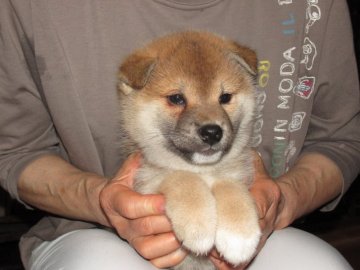 柴犬(標準サイズ)【愛媛県・男の子・2018年4月20日・赤色】の写真「穏やかな健康的な男の子。」