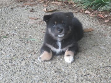 柴犬(標準サイズ)【愛媛県・女の子・2019年7月21日・黒色】の写真「性格の可愛い癒し系の女の子です。」