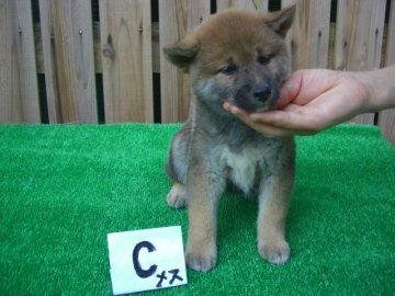 柴犬(標準サイズ)【愛媛県・女の子・2013年6月13日・赤】の写真「」