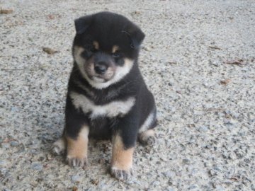 柴犬(標準サイズ)【愛媛県・男の子・2020年9月3日・黒色】の写真「配色の綺麗な癒し系の雄君」