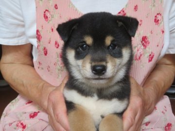 柴犬(豆柴)【愛媛県・男の子・2021年7月2日・黒色】の写真「配色の綺麗な黒ちゃんです。(^^」