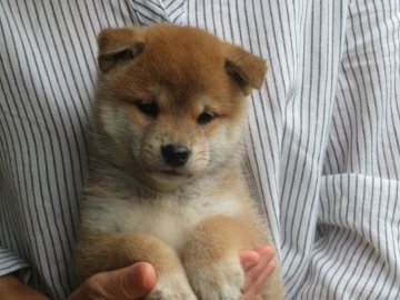 柴犬(標準サイズ)【愛媛県・男の子・2021年7月22日・赤色】の写真「顔立ちの可愛い小粒っこの雄君です。(^^♪」