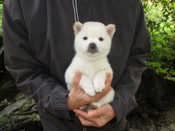 柴犬(豆柴)【愛媛県・女の子・2018年9月29日・白色】の写真「とても珍しい白色の豆ちゃんです」