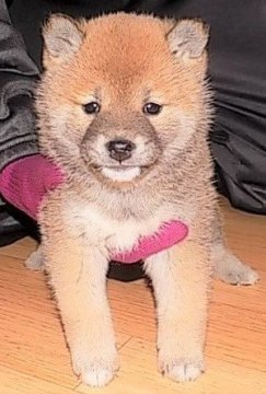 柴犬(標準サイズ)【愛媛県・女の子・2017年2月10日・赤色】の写真「【動画】3/27撮影 赤柴の女の子です♪」