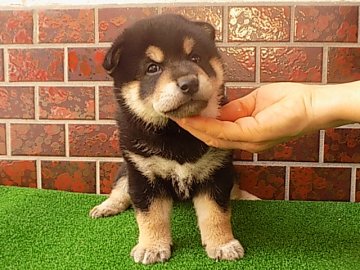 柴犬(標準サイズ)【愛媛県・男の子・2016年5月31日・黒色】の写真「性格の穏やかなグレードの高い仔犬です。」