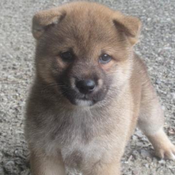 柴犬(標準サイズ)【愛媛県・男の子・2022年6月9日・赤色】の写真「性格の穏やかな癒し効果満点の雄君です。」
