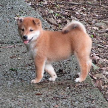 柴犬(標準サイズ)【愛媛県・女の子・2022年6月10日・赤色】の写真「配色の綺麗なハイグレードの女の子女の子」