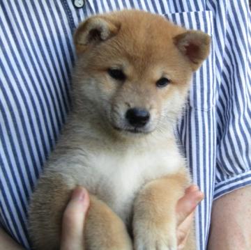 柴犬(標準サイズ)【愛媛県・男の子・2022年6月10日・赤色】の写真「毛色の綺麗な凛々しい雄君」