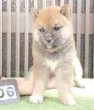 柴犬(標準サイズ)【愛媛県・男の子・2014年6月20日・赤(良血統)】の写真1「最新動画、掲載中です♪」