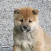 柴犬(標準サイズ)【愛媛県・男の子・2022年12月16日・赤色】の写真1「2/4日撮影致しました。」